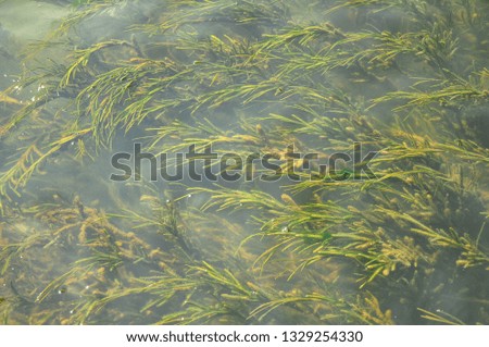 Lake surface, overgrown green water plants, freshwater plants, large aquatic plants, algaes, moss, background, Lake Bafa, Mugla