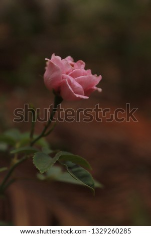 Beautiful Rose flower ,Lovely pink roses wallpaper HD
