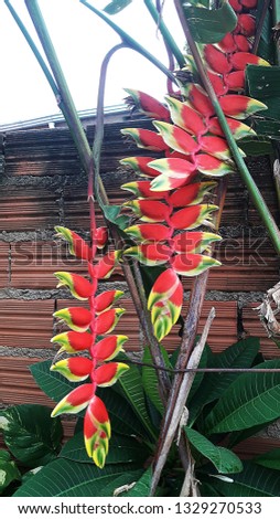 Heliconia Brazilian plant