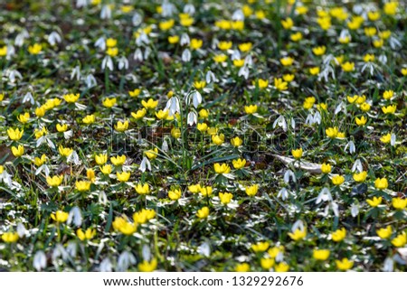 Large group of snowdrops and yellow flowers of winter aconite (Eranthis hyemalis) in full bloom in a sunny day in garden
