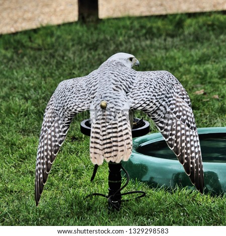 A picture of a Gyr Falcon spreading its wings