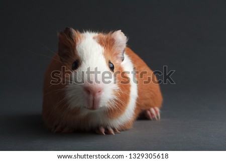 brown guinea pig on grey backgrounds