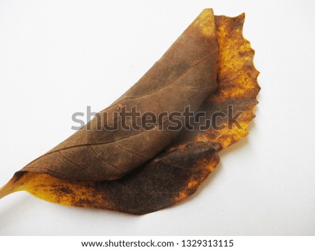 Autumn fall leaves on white isolated background