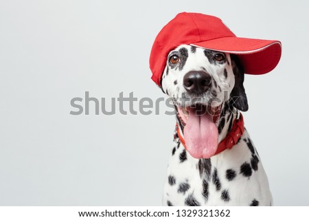 Happy dalmatian dog in a red baseball cap and in a red collar isolated on white background. Dog with tongue out. Copy space