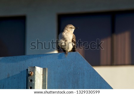 A Northern Mockingbird is perched on a stop sign looking right with building in background