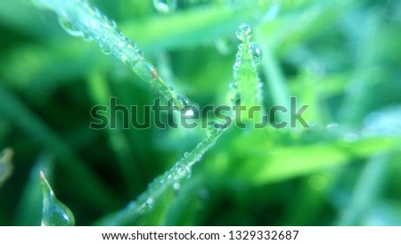 water spots on leaves