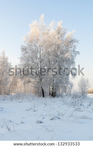 Snow-covered trees in a forest in winter