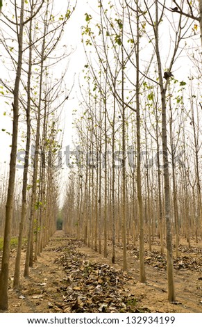 Teak trees in an agricultural forest,  in Drought, north of Thailand