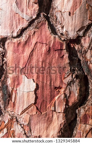 Tree Pine Bark close up as textured layered effect and background image taken at La Palma, Canary Islands, Spain, National Park  after forest fires