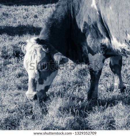 Cow graze in the field of a farm, close-up view, square shot format, monochromatic interpretation of colors.