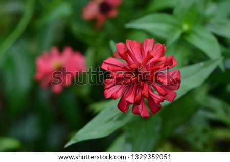 BEAUTIFUL RED FLOWER