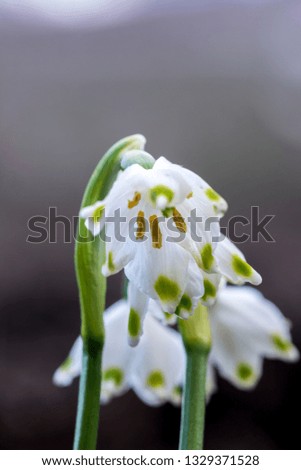 Snowdrop in forest. Spring nature composition, Galanthis in early spring