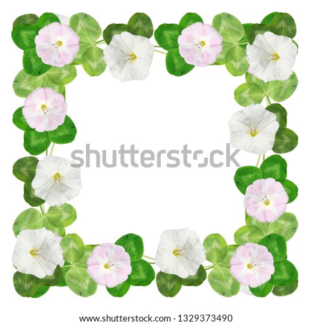 Beautiful floral background of bindweed and clover leaves