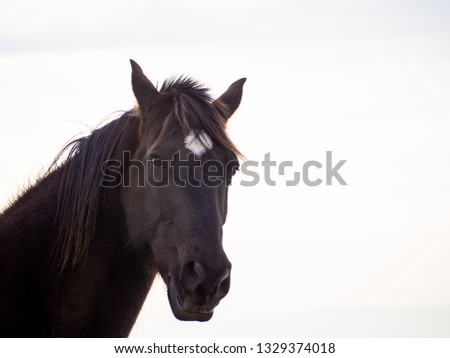 Portrait of a brown spanish horse isolated with white background Royalty-Free Stock Photo #1329374018
