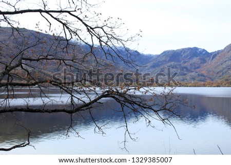 close-up of oak branches on Lake Sanabria, Zamora, Spain