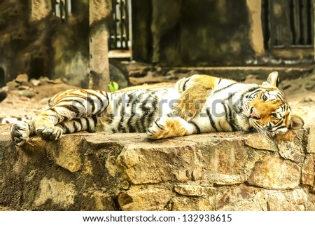 Tiger resting on rock pantomime