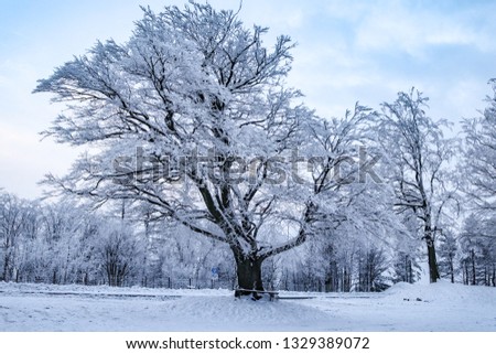 Winter tree ,Picture of tree during the winter time in Poland 