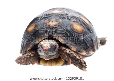 Cherry head red foot tortoise, Geochelone carbonaria, isolated on white.