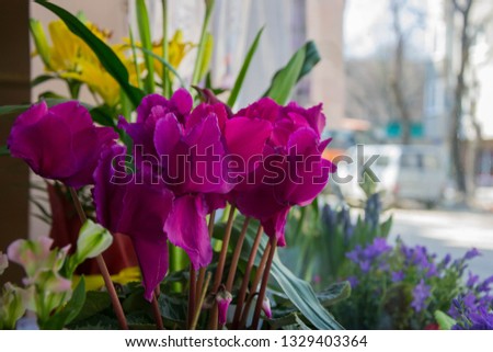 Beautiful pink Cyclamen flowers, close-up flower in a flower shop with various flowers on the background, blooming purple flower in a pot