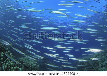 Fish shoal: Yellowtail Barracudas on reef