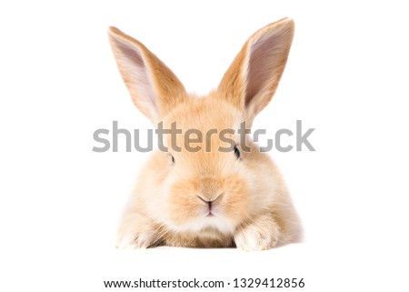 red fluffy rabbit looks at the sign. Isolated on white background Easter Bunny