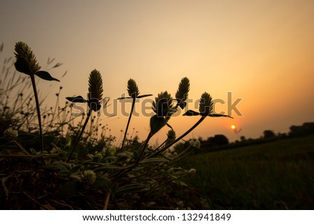 flowers silhouette at sunset