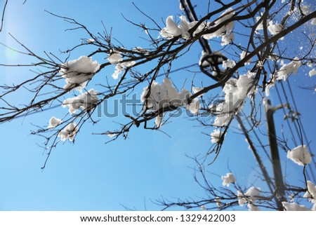 The snow piled up in the trees seems to be magnolia.