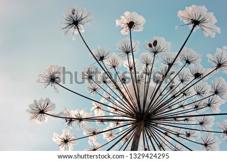 Closeup of a weathered and broken cow parsley plant covered with snow against a blue sky. Royalty-Free Stock Photo #1329424295