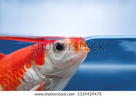 Fish with open mouth close view, Eating food or feeding aquarium fishes. A red fish gasping air, suffering from lack of oxygen in fishtank