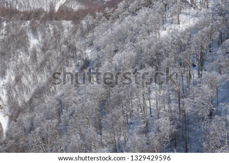 Winter tree in snow. Mountain snowy idyll. Fantastic winter landscape.