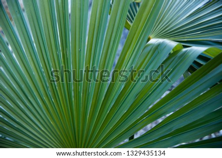 Full frame palm leaves