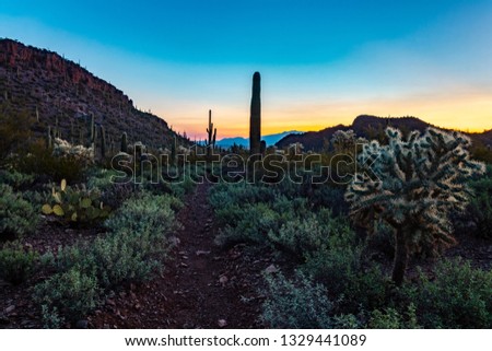 Early morning in Saguaro National Park with a Sonoran Desert Landscape and a hiking trail or path. Cholla cactus and prickly pear cacti, mountains and dawns light. Tucson, Arizona. 2019. 
