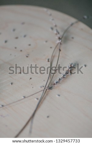 Dried thread of lavender flowers on wooden table. Monochromatic plant home decor. Natural sun light