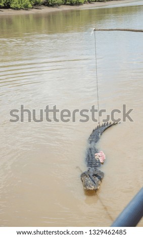 Australian saltwater crocodile approaching raw meat on fishing line in the Adelaide River in Middle Point, Northern Territory, Australia