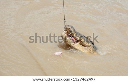 Australian saltwater crocodile biting raw meat on fishing line in the Adelaide River in Middle Point, Northern Territory, Australia