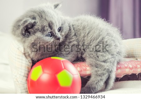 the kitten plays with a ball, the little kitten also falls asleep, selective focus