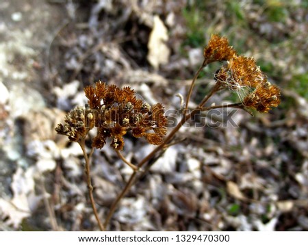 Close up picture about a brown and dried milfoil flower.