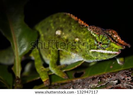 Male Canopy or Will's Chameleon (Furcifer willsii) on a branch in the wilds of Madagascar (Rain Forest of Ranomafana). Incredible vibrant colors at night after awakening. Foliage, tree.