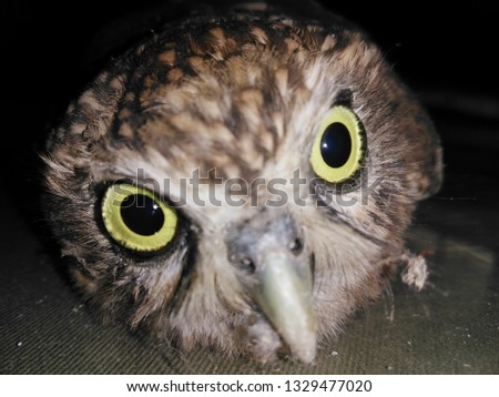 This beautiful owl picture of a very close place and high accuracy