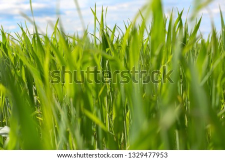 green grass closeup on blue sky background, selective focus, foreground blur