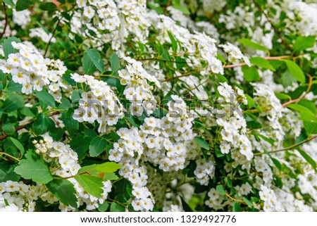White spring flowers. Spirea white flowers, close up. Small white flowering bush in garden. Beautiful white spirea blossom outdoor. 