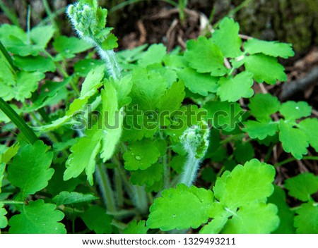 Young leaves and buds of the plant celandine ((lat. Chelidonium) in the forest. Spring season.close up, soft selective focus