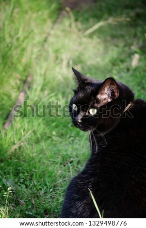 Black cat on a walk in the green garden grass