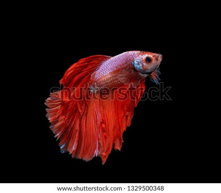 Moving moment of Red and white half moon siamese fighting fish, betta fish isolated on black background. 