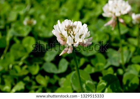 Clover (white clover) flowers