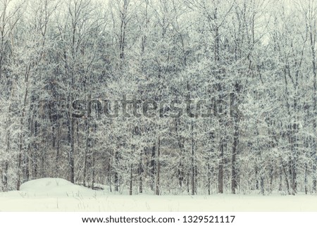 winter forest near the road, during day time, a city landscape