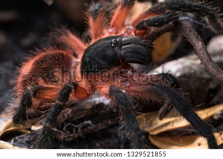 Spider in captivity or wildlife 