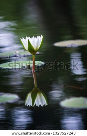 Beautiful white lotus is blooming with reflection in the pond.