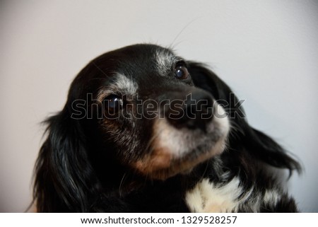 Awkward photograph of mature dog looking at viewer.