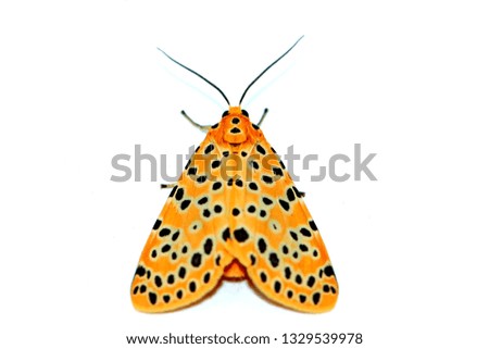 A moth on background